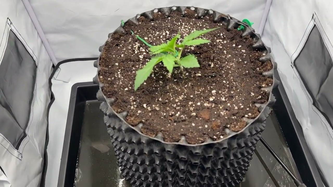 Soma Seeds - Amnesia Auto - Sacred Soil