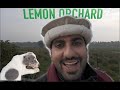 Exploring a lemon orchard in rawal village sialkot  adorable puppy feast  solarpowered abode