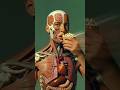 3D Medical Animation: Transparent Body Popcorn Digestion Visualization#3danimation #Medical
