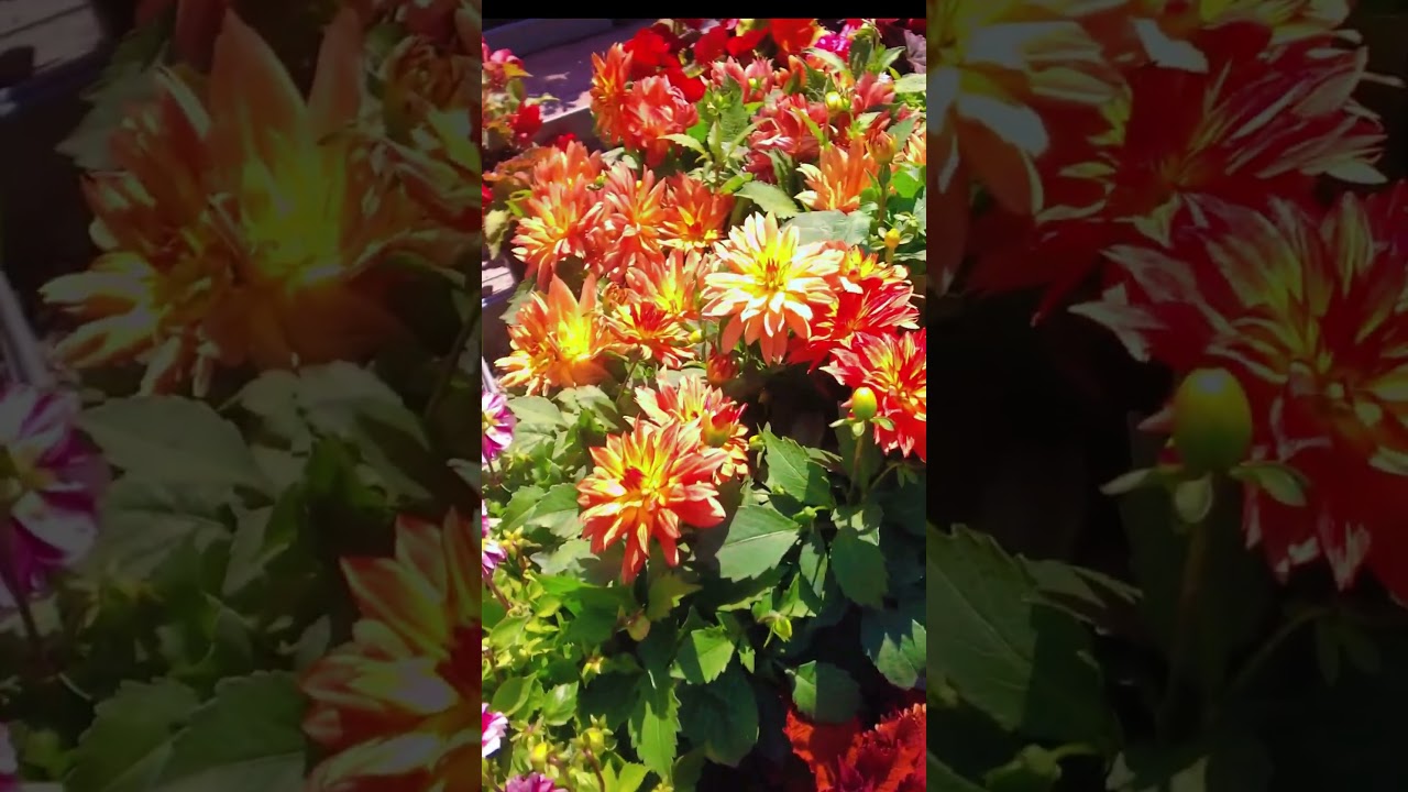 Говорите поляки сами не производят растения?! Говорите все голландское? Вы НЕ ПРАВЫ! 