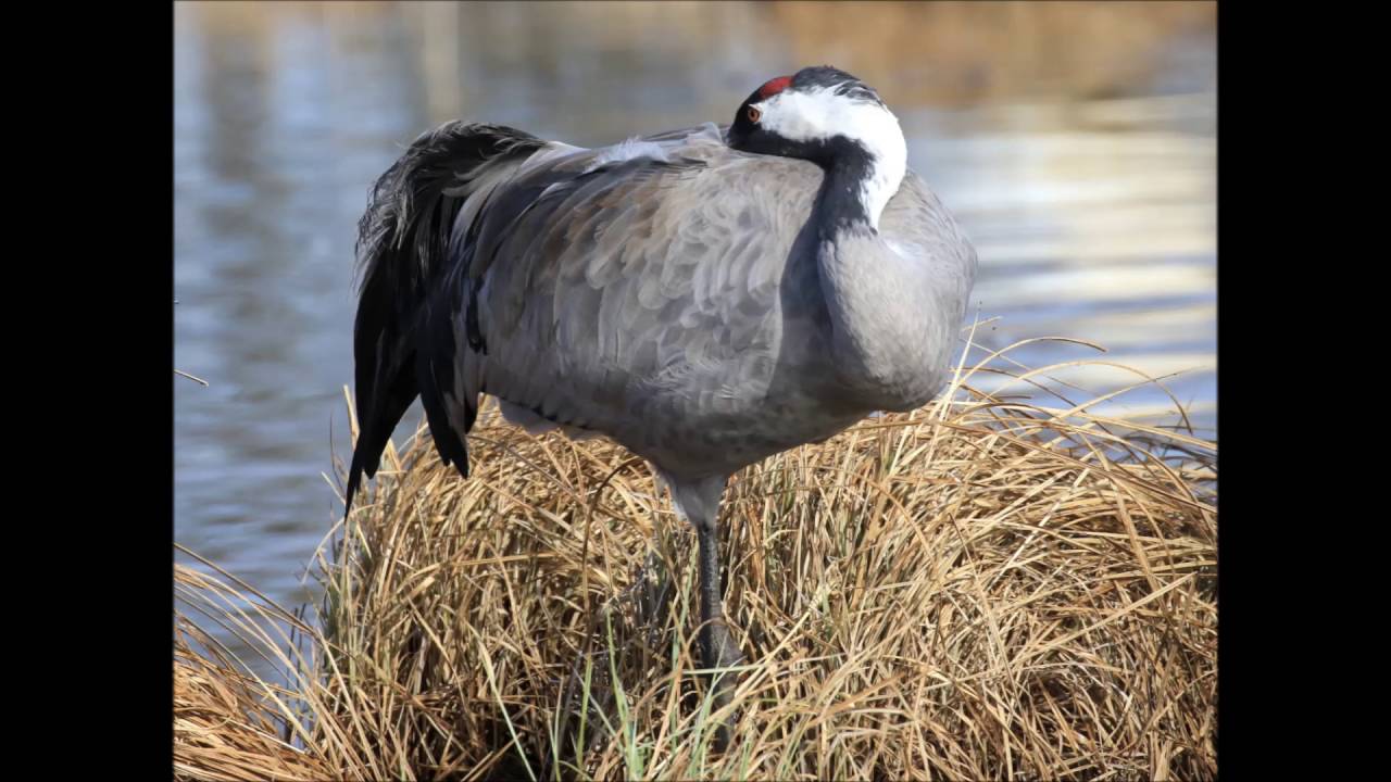 Trandansen 2016 Hornborgasjön