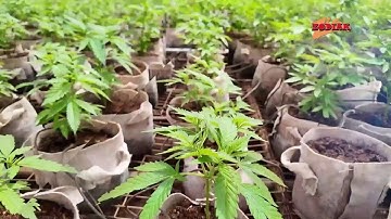 Invegrow: Revolutionizing Cannabis Cultivation | The Future of Sustainable Farming