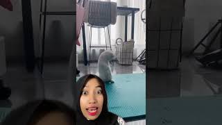 KUCING JUGA TAKUT KECOA 😂😂 #shorts #viral