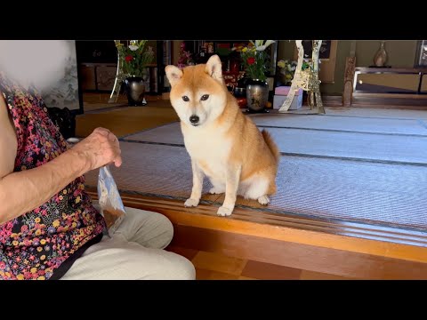 I was spending Obon with my beloved dogs at my grandmother's house
