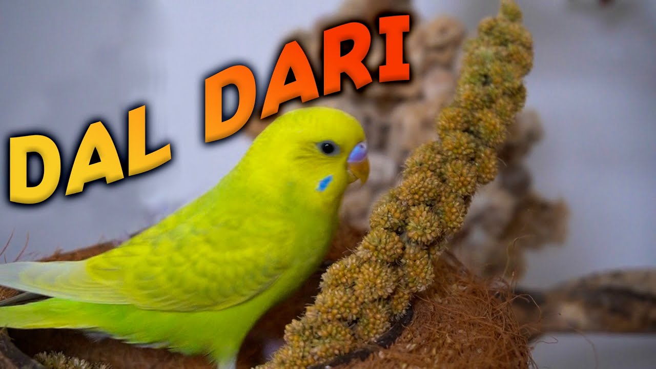 Dal Darı nedir? Dal Darı Faydaları Muhabbet kuşu Sultan papağanı