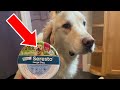 Seresto Large Dog Collar Review: 8 Months of Flea &amp; Tick Protection Worth the Price?
