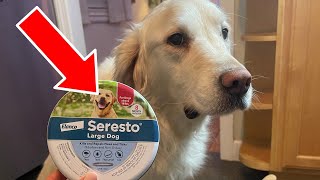 Seresto Large Dog Collar Review: 8 Months of Flea & Tick Protection Worth the Price? by OodleLife 1,168 views 1 month ago 1 minute, 21 seconds