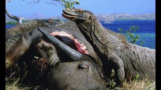 코모도 왕도마뱀 엄청난 버팔로 사냥! komodo dragon vs buffalo hunting