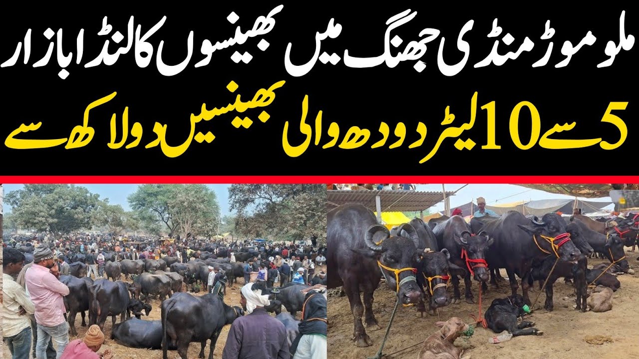 Malumor Mandi Jhang Today | Latest Buffalo Rates 2025 | Janwar Mandi Pakistan
