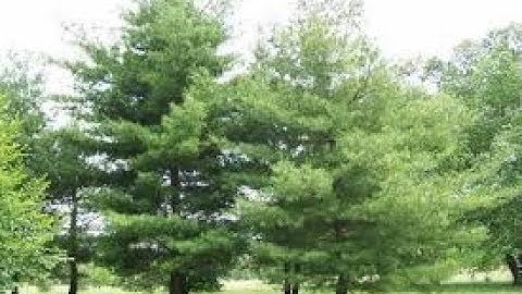 روائع التلاوات\الشيخ كامل يوسف البهتيمى رحمه الله\ تلاوة من سورة الرعد