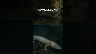 This Blind Cave Creature Hasn’t Aged for 100 Years! 😱
