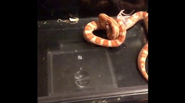 Corn Snake Strikes In Slow Motion