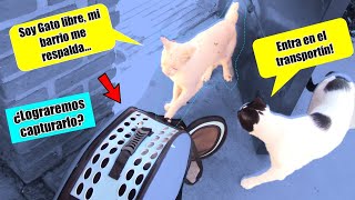 ¡Atrapamos a GATO callejero?  4 Gatos en Cuarentena!! Pte. 4     | DivertiVlog |