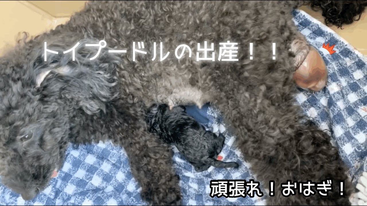 閲覧注意 いよいよ出産 大パニック 無事に産まれるのか 色は トイプードル 出産 わんこといっしょ 閲覧注意 いよいよ出産 大パニック 無事に産まれるのか 色は トイプードル 出産 わんこといっしょ
