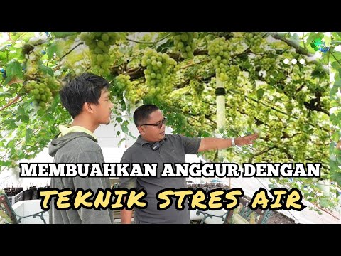 Video: Apa yang terjadi jika Anda mencampur air dengan anggur?