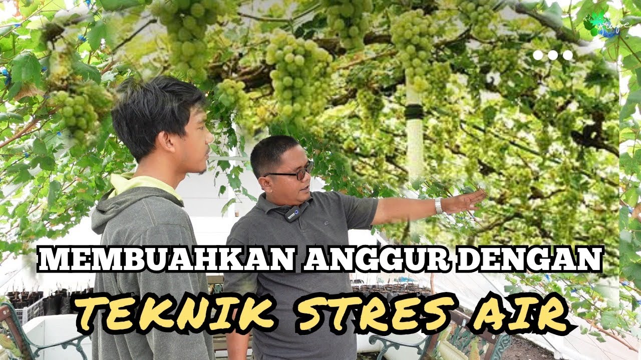Cara MemBUAHkan ANGGUR dengan Teknik STRESS AIR