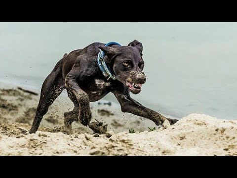 Video: 8 cele mai populare rase de terrier