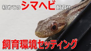 より自然ぽく シマヘビの飼育環境を作りました Youtube より自然ぽく シマヘビの飼育環境を作りました Youtube