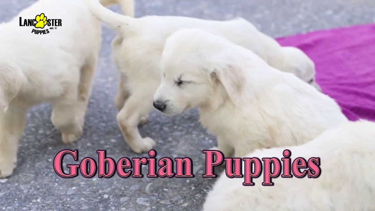 goberian puppy