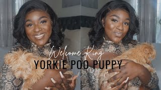 MEET KING | YORKIE POO PUPPY ( 3 MONTHS OLD )