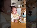 ケーキを食べる赤ちゃんと犬 #赤ちゃん #柴犬 #baby #cute #犬