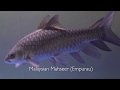 Mahseer Fish Malaysia (Empurau) from A FARM AGROTECH Sdn Bhd