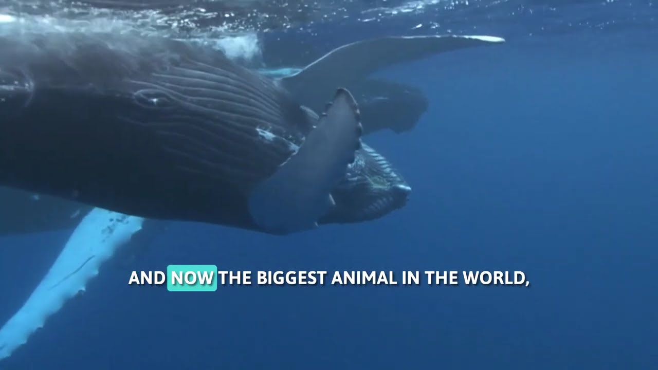 Amazing Underwater Creatures | Fun Facts About Ocean Animals for Kids ...