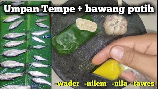 Proven!! The perfect bait mix: tempeh   garlic || micro fishing #wader