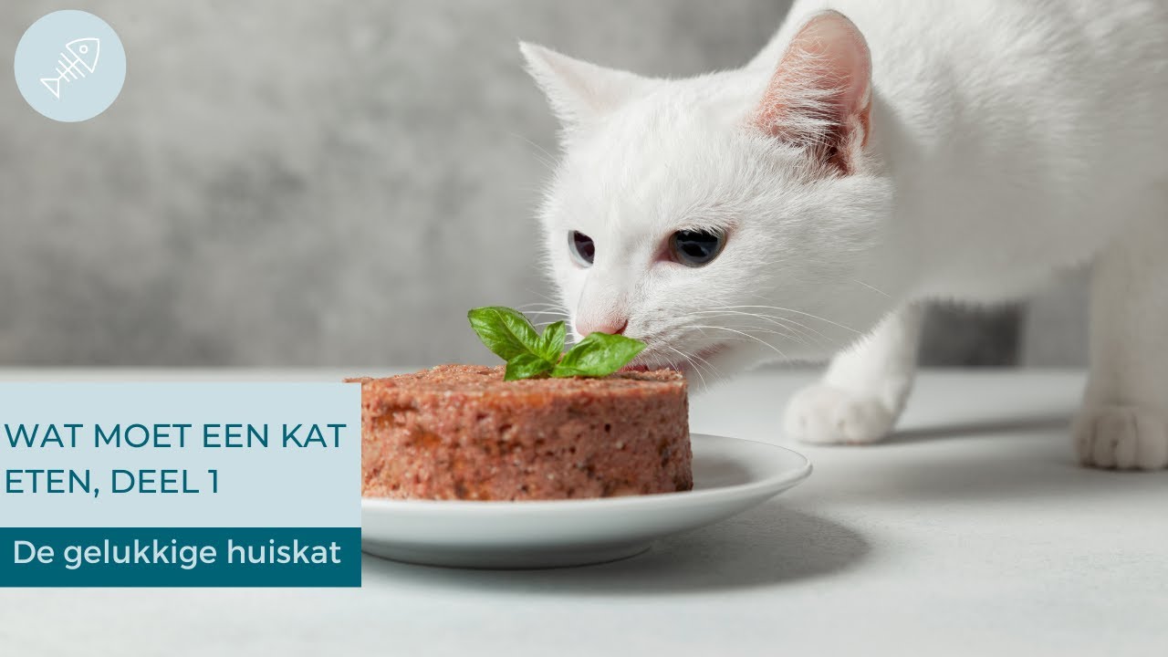 WAT MOET JE JE KAT VOEREN, DEEL 1- De gelukkige huiskat | Kattengedrag