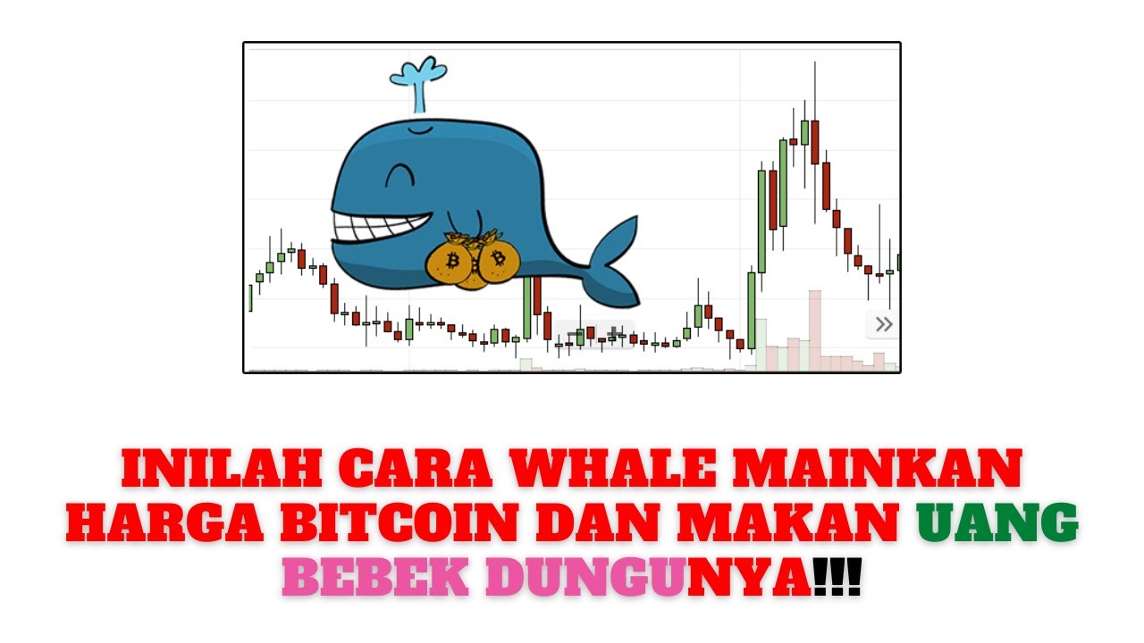Inilah Cara Whale Mainkan Harga Bitcoin Dan Makan Uang Bebek Dungunya!!! -  YouTube