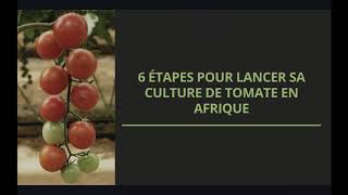 6 Étapes pour lancer sa production de tomate en Afrique