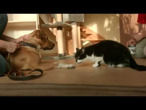 Video: Honden En Katten - De Beste Manieren Om Ze Te Introduceren