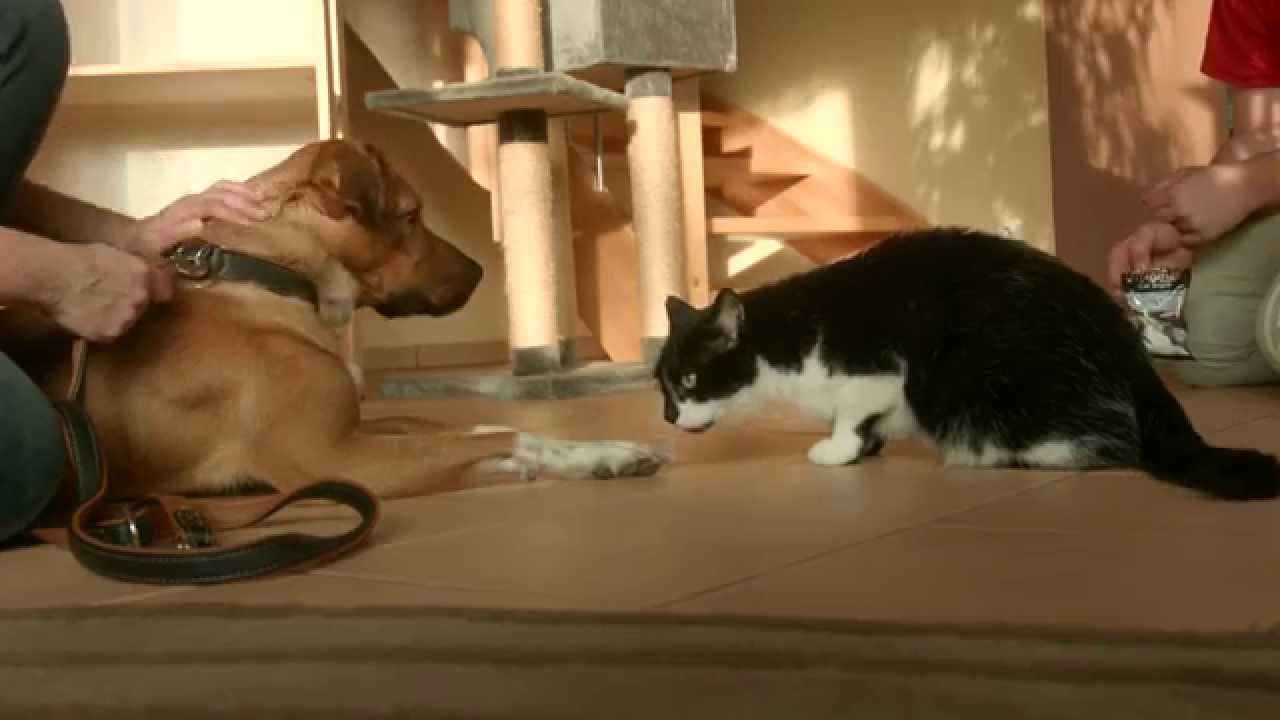 Maladroit Onbemand Graan Maxi Zoo - Kennismaking tussen hond en kat - YouTube