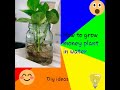 How to grow money plant very fast and easy