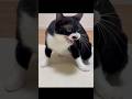 おお怒り猫 #ねこチャックの日常 #cat #三毛猫 #猫 #猫好きさんと繋がりたい #子ネコ #猫のいる暮らし #ネコムート #ねこ #好きな子猫
