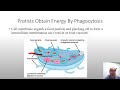 13Diversity of Microbes, Fungi and Protists Part 2