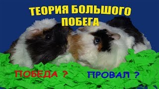 Как выгуливать морских свинок / Морские свинки / Смешное видео с животными / Приколы с животными Как выгуливать морских свинок / Морские свинки / Смешное видео с животными / Приколы с животными