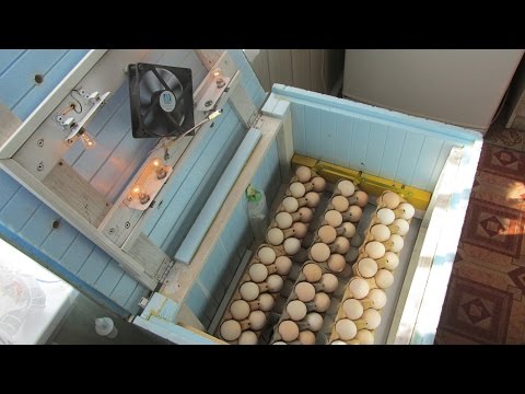 Video: Putų Polistirolo Inkubatoriai: Putų Polistirolo Inkubatoriaus Dezinfekcija. Kaip Pasigaminti Patiems Namuose? Vištienos Ir Kitų Kiaušinių Inkubacinė Temperatūra