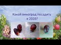 @Какой виноград посадить в 2020, Памяти учителя, Талдун или Эверест