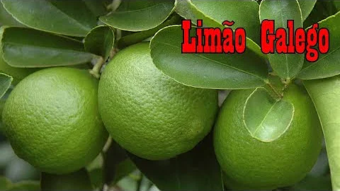 Como cuidar de um pé de limão galego?