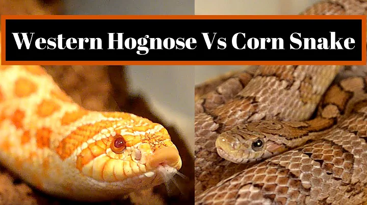 Best Beginner Snake Challenge | Hognose vs Corn Snake