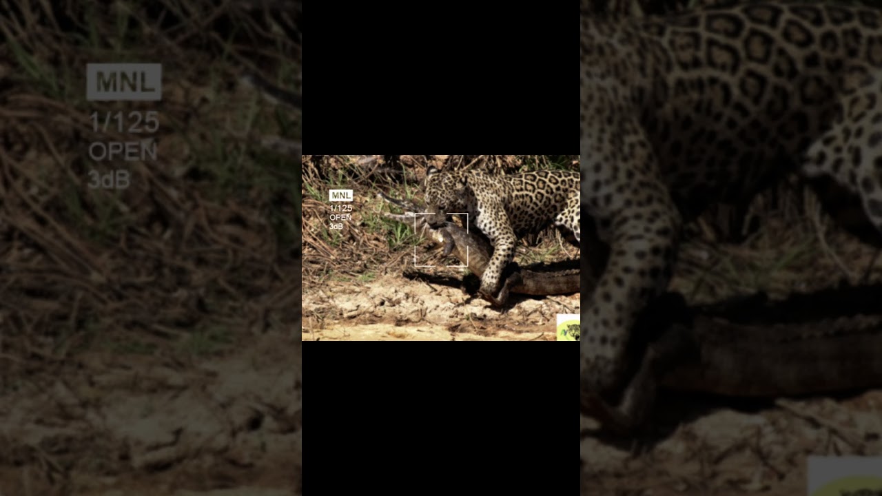 @tapiraexpeditions luxury eco safaris 