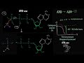 Механизм гидролиза АТФ (видео 11) | Энергия | Биология
