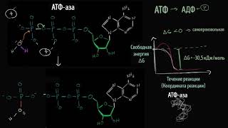Механизм гидролиза АТФ (видео 11) | Энергия | Биология
