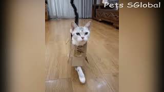 A Cat that Enjoys Pain l Funniest Cats Video Compilation by Pets SGlobal  453 views 1 year ago 9 minutes, 3 seconds