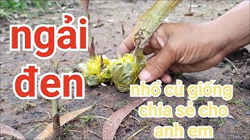 ĐỜI CỎ VÀ GIÓ _ cây ngải đen