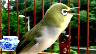 Suara Pleci Bagus Buat Masteran Burung Kicau