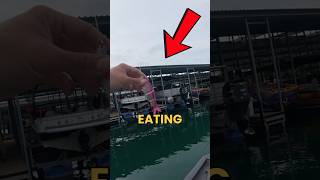Do Fish Really Eat Pink Baits!? #fishing #fishingvideos #bassfishing