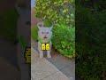 谁能拒绝一只求抱抱的小猫咪呢