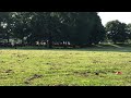 Disc Dogs at Georgia Highlands College